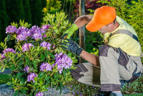 Professional hedge trimming service in Battersea garden